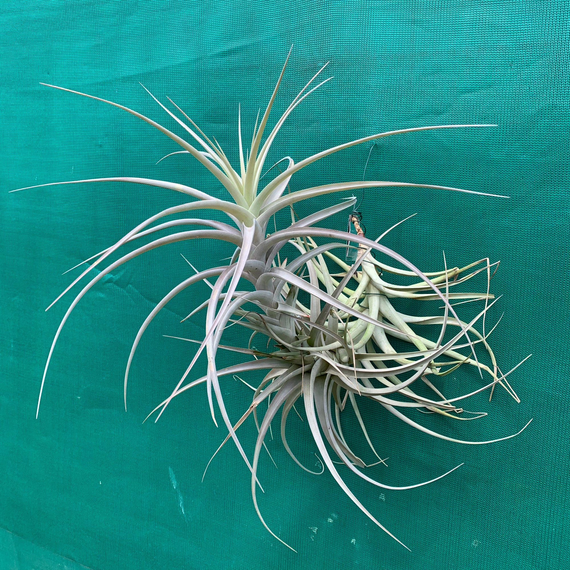 Tillandsia - buchlohii ex. PT