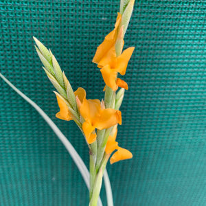 Tillandsia - Holm’s Mother Lode (Fragrant) NEW