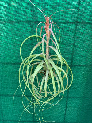 Tillandsia - Red Fountain