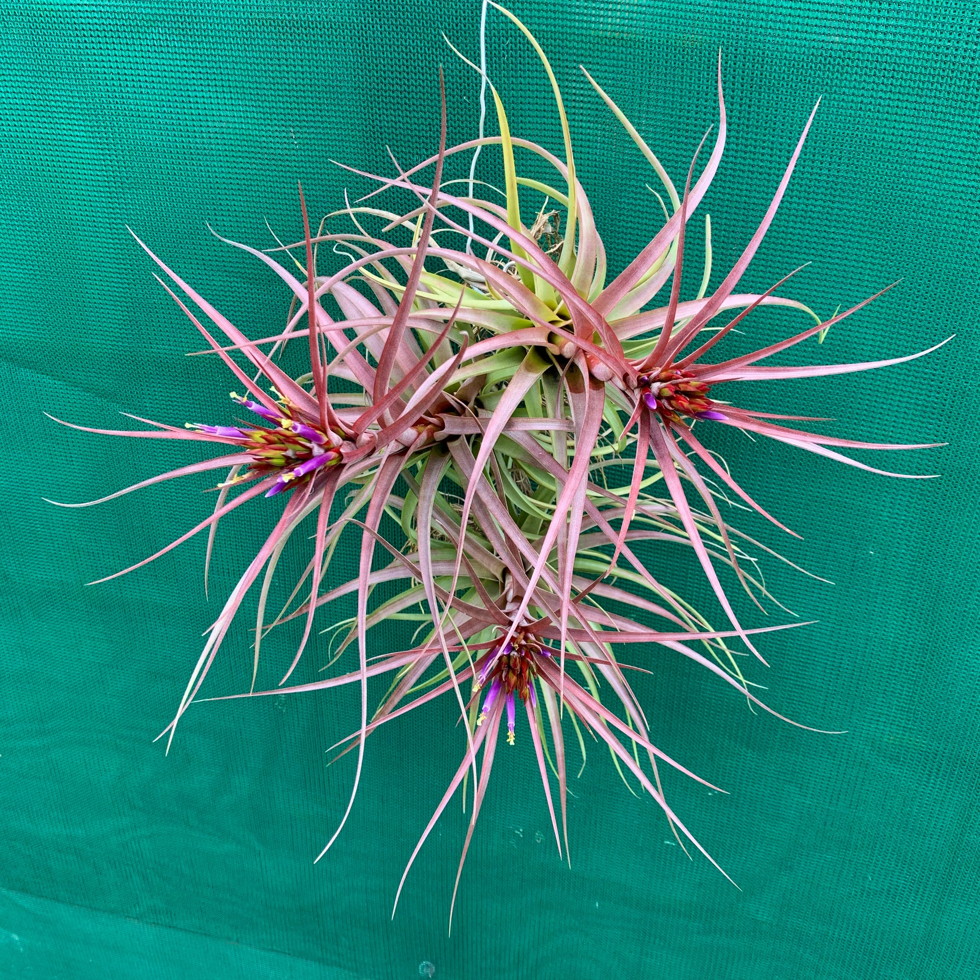 Tillandsia - Sparkler ex. NR