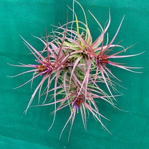 Tillandsia - Sparkler ex. NR