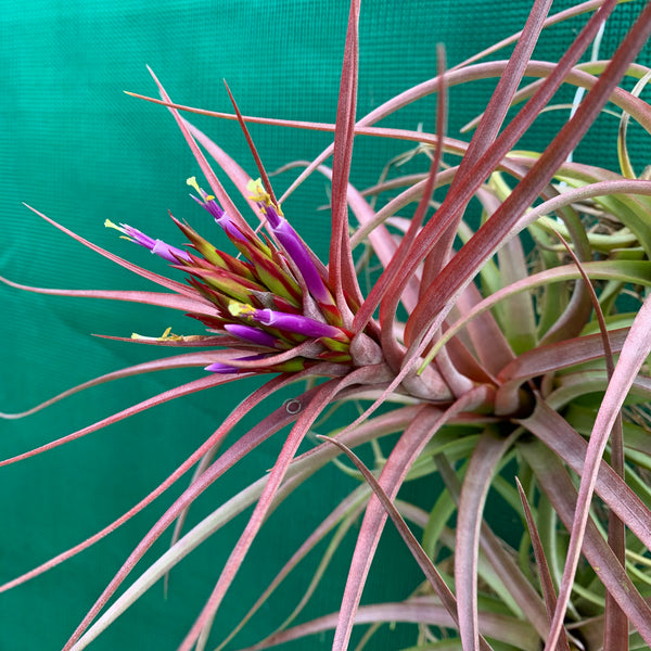 Tillandsia - Sparkler Ex. Nr - Air Plant Decor