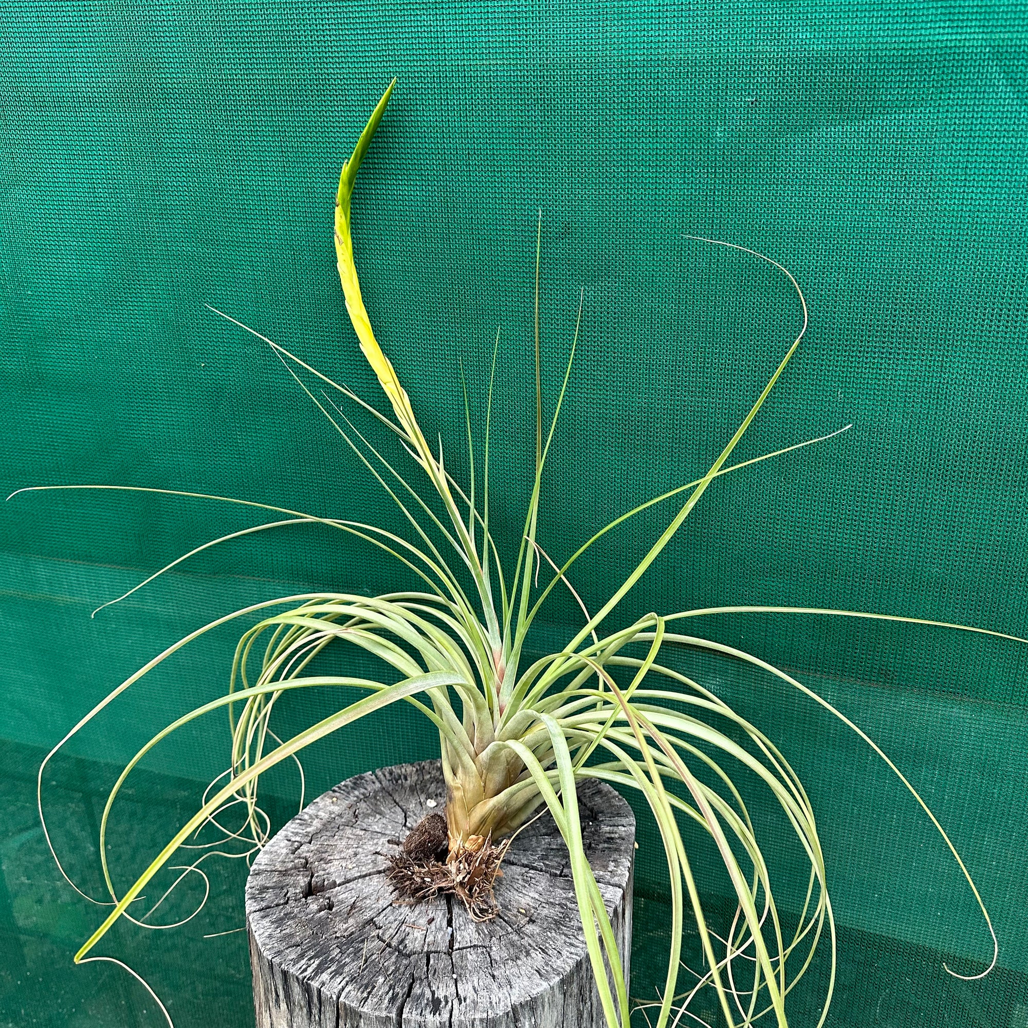 Tillandsia - aff rodrigueziana ‘Yellow’ ex. Richter NEW