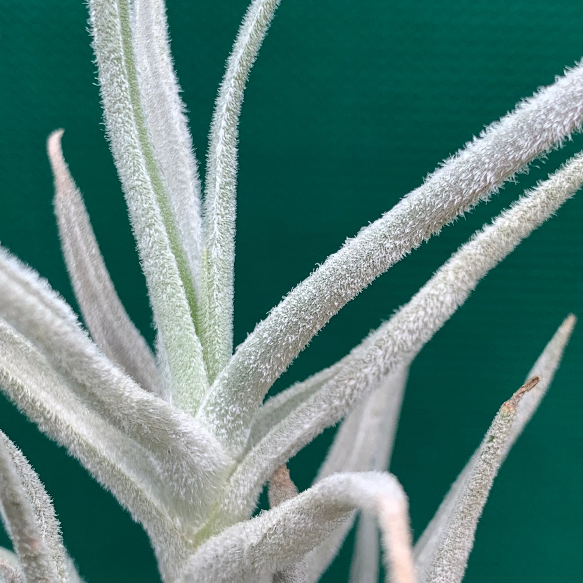 Tillandsia - paleacea ‘Furry’ ex. KK