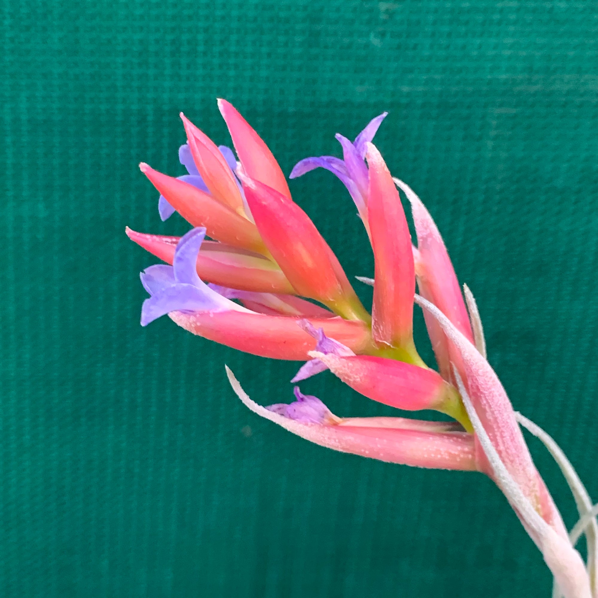 Tillandsia - leonamiana Brent ex. PT