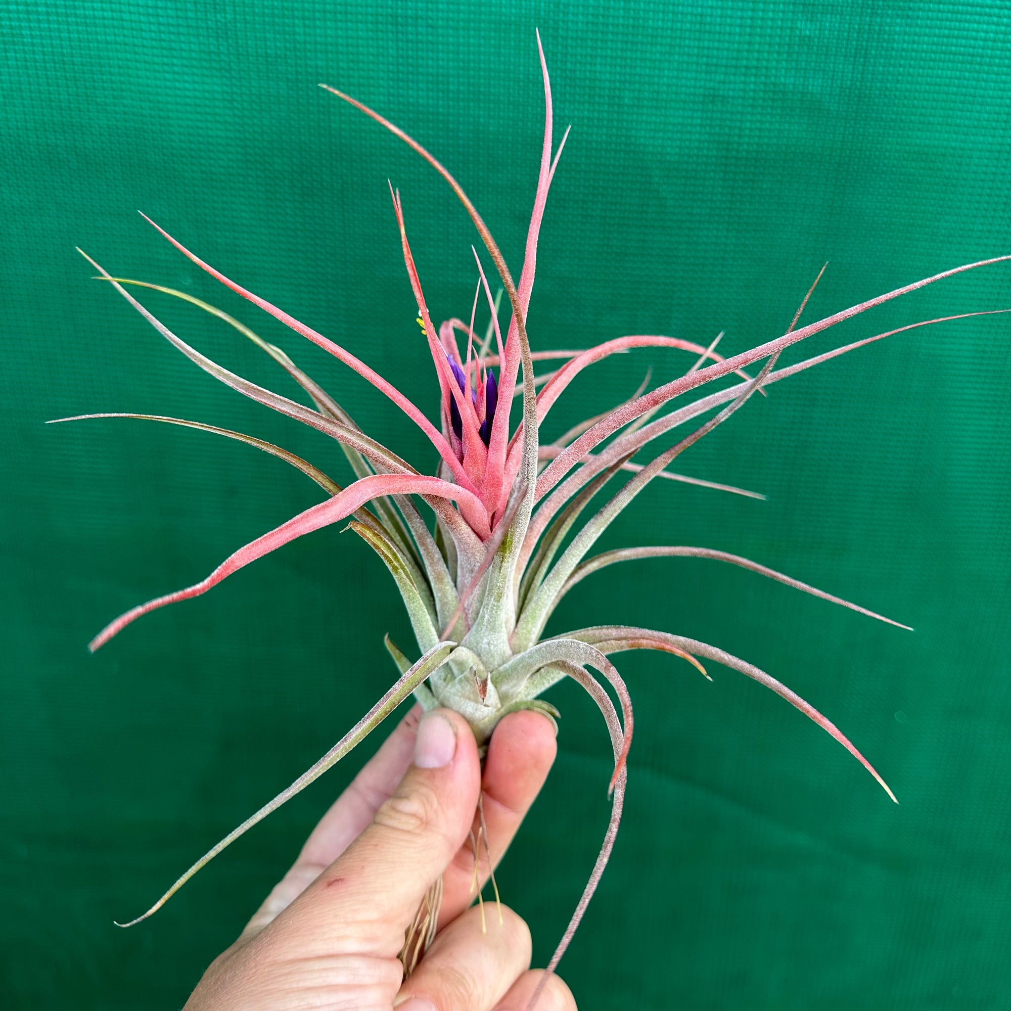 Tillandsia - Success Story ex. RFI