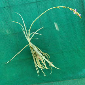 Tillandsia - duratii v. Saxatilas (Fragrant) ex. Gruber