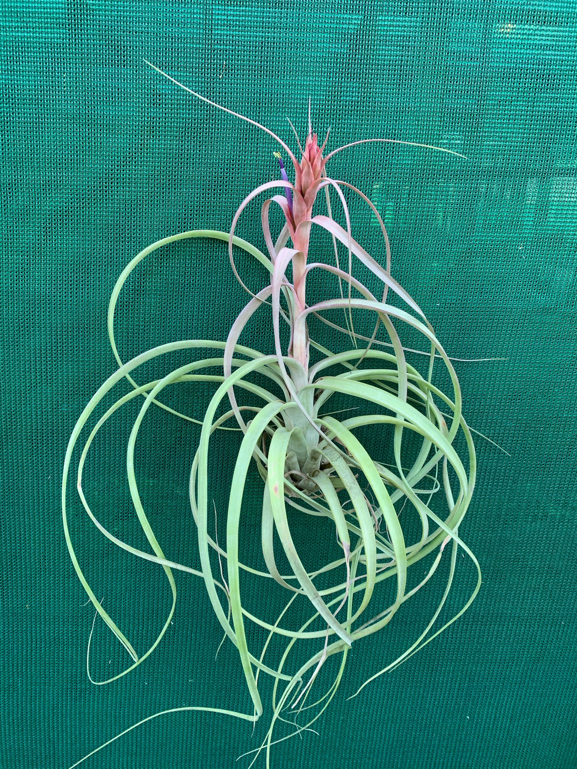 Tillandsia - Red Fountain