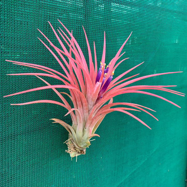 Tillandsia - Victoria - Air Plant Decor