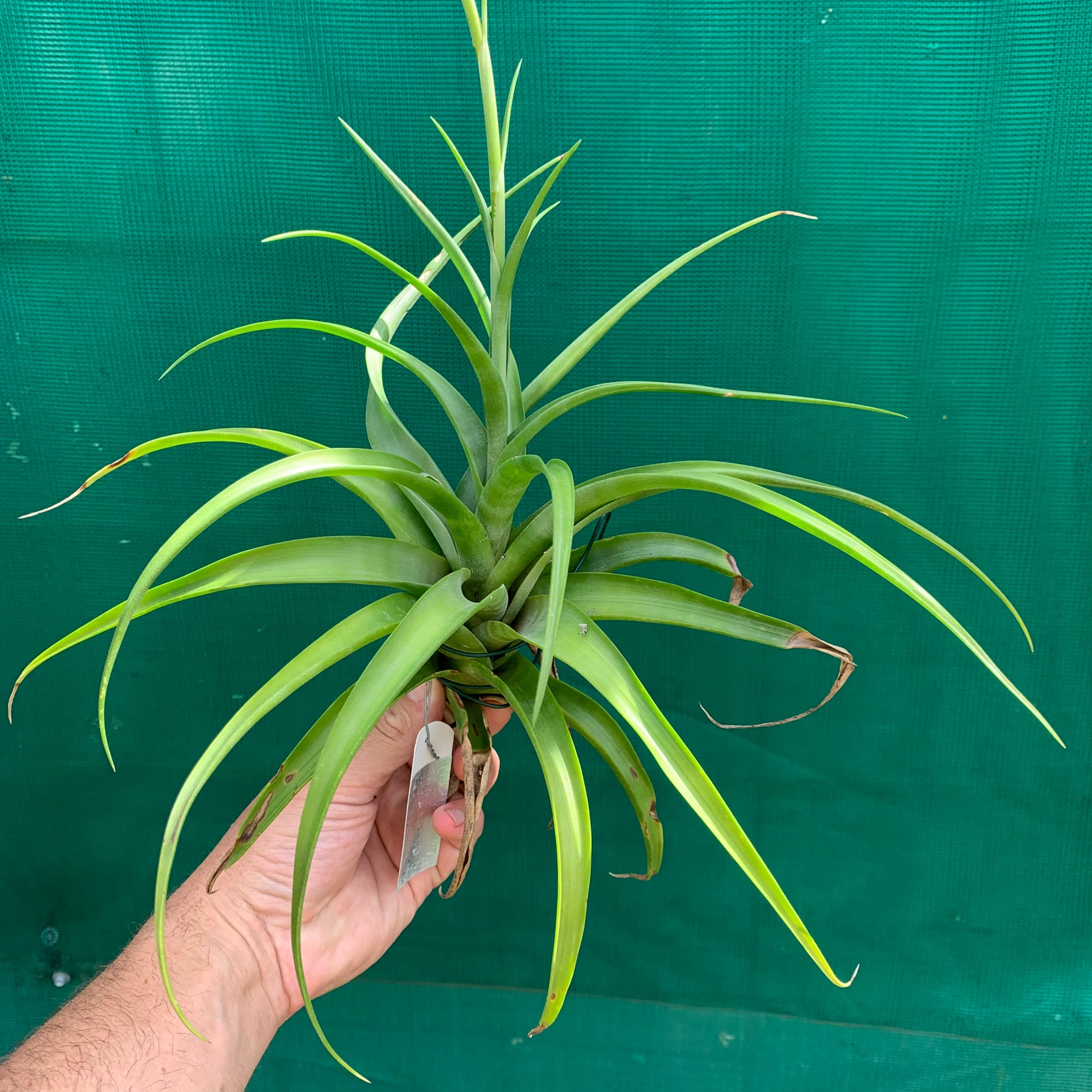 Tillandsia - flexuosa Vivipara ‘Greenie’ ex. PT NEW