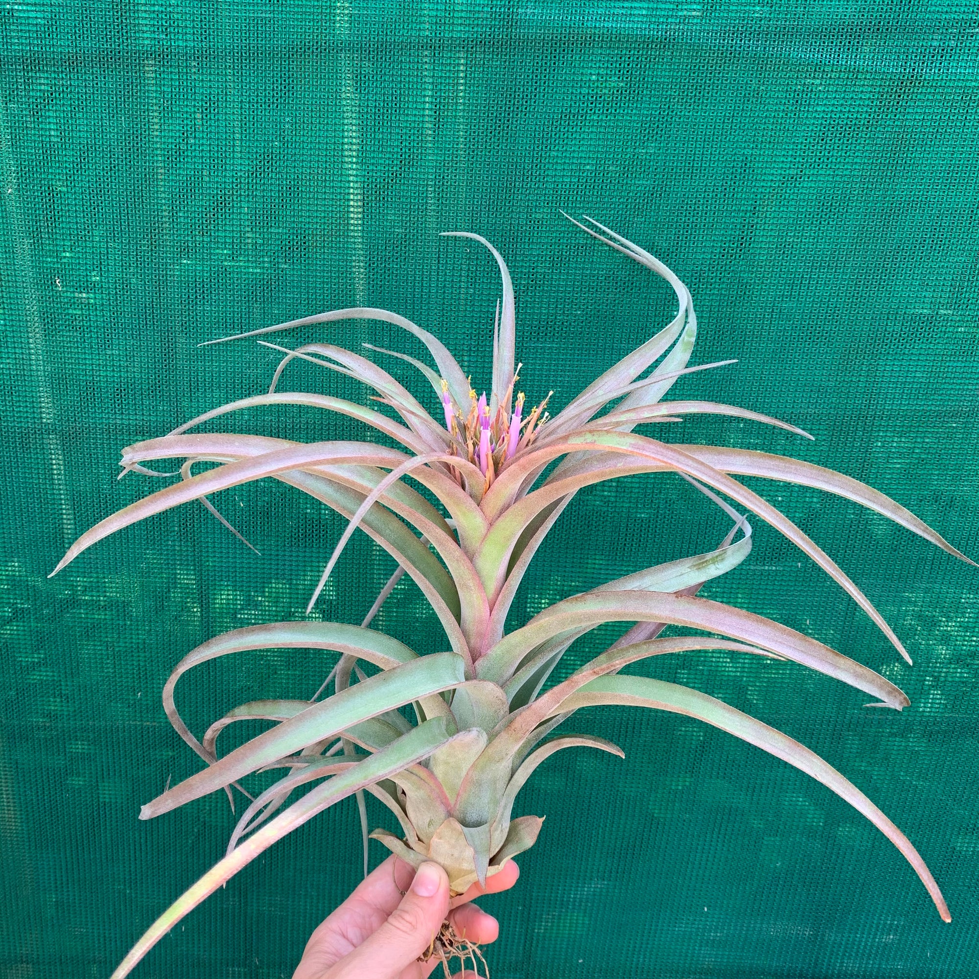 Tillandsia - L.C. ex. BH