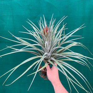 Tillandsia - X Nidus ‘Giant’ ex. PT