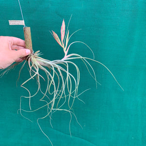 Tillandsia - Kinkin ex. MP