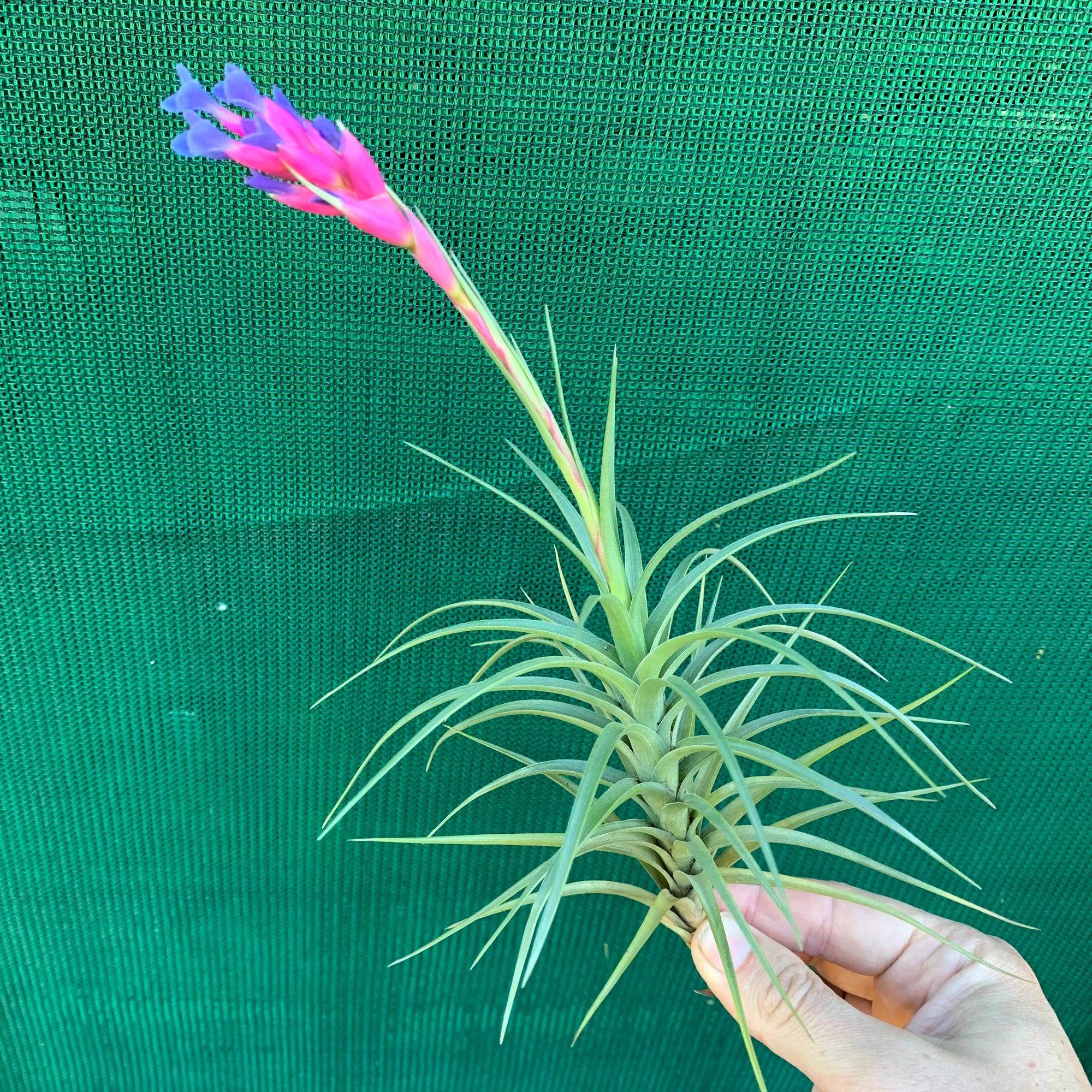 Tillandsia - tenuifolia 'Long Dark Form' ex. PT NEW