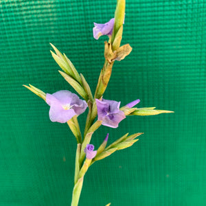 Tillandsia - duratii v. Saxatilas (Fragrant) ex. Gruber