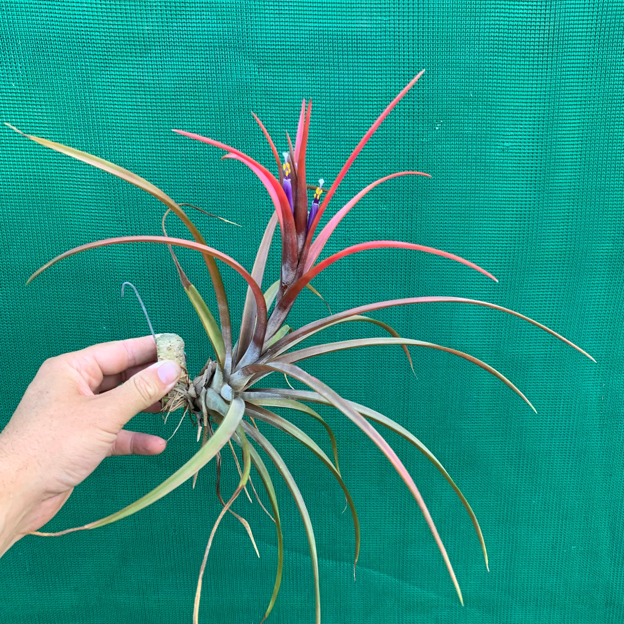 Tillandsia - Temescal ex. JO