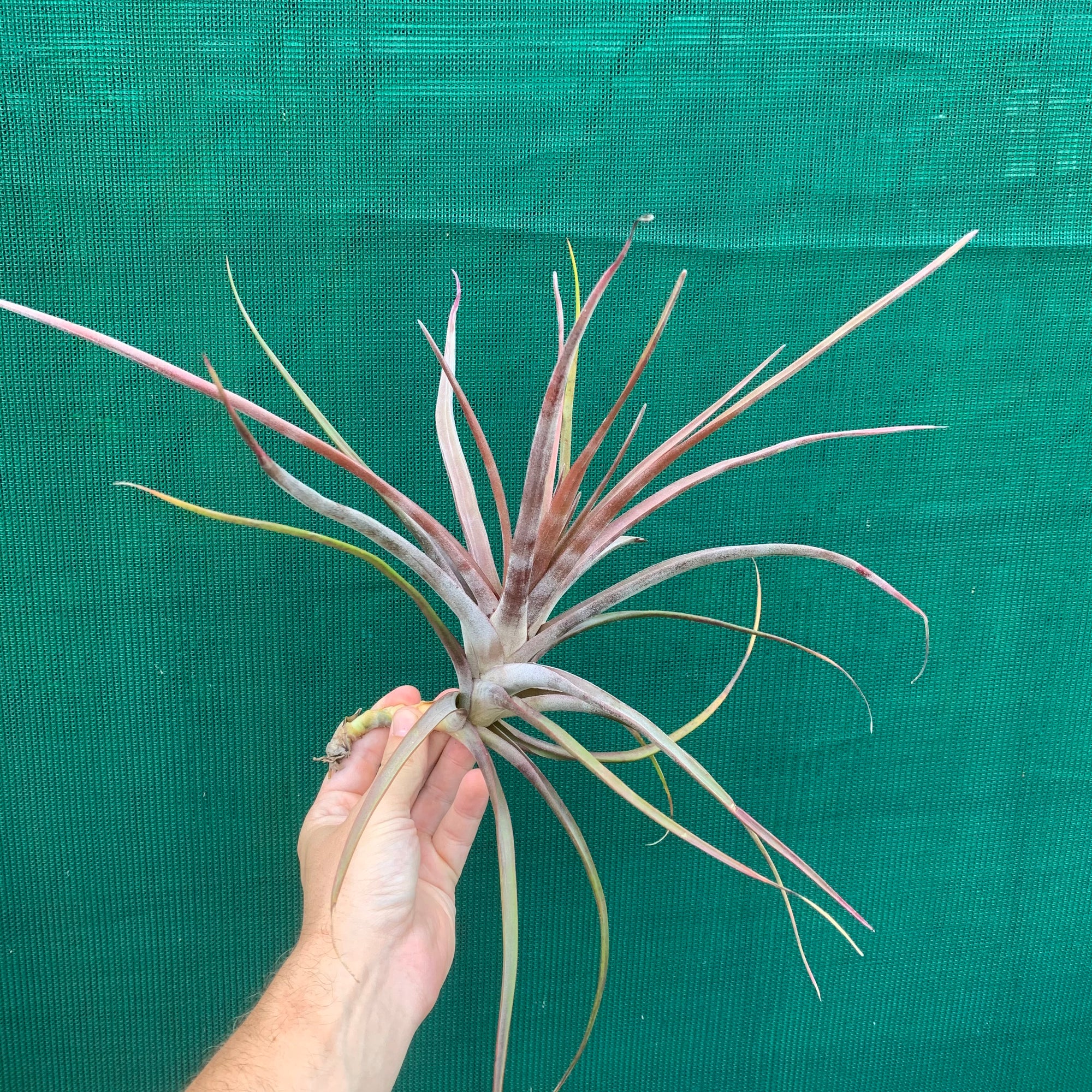 Tillandsia - novakii ex. PT