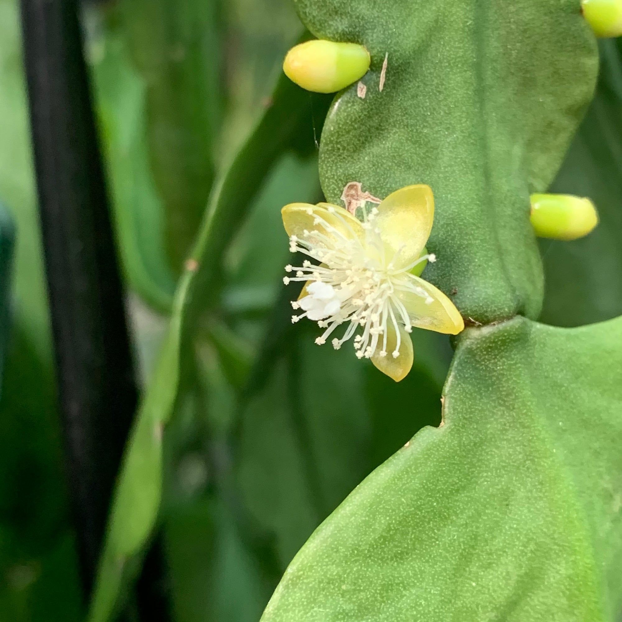 Rhipsalis elliptica - R3