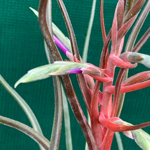 Tillandsia - Hyde’s Silver