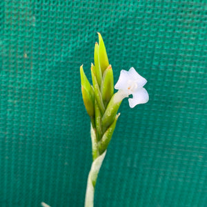 Tillandsia - chiletensis ‘Green Bract’ ex. PT NEW