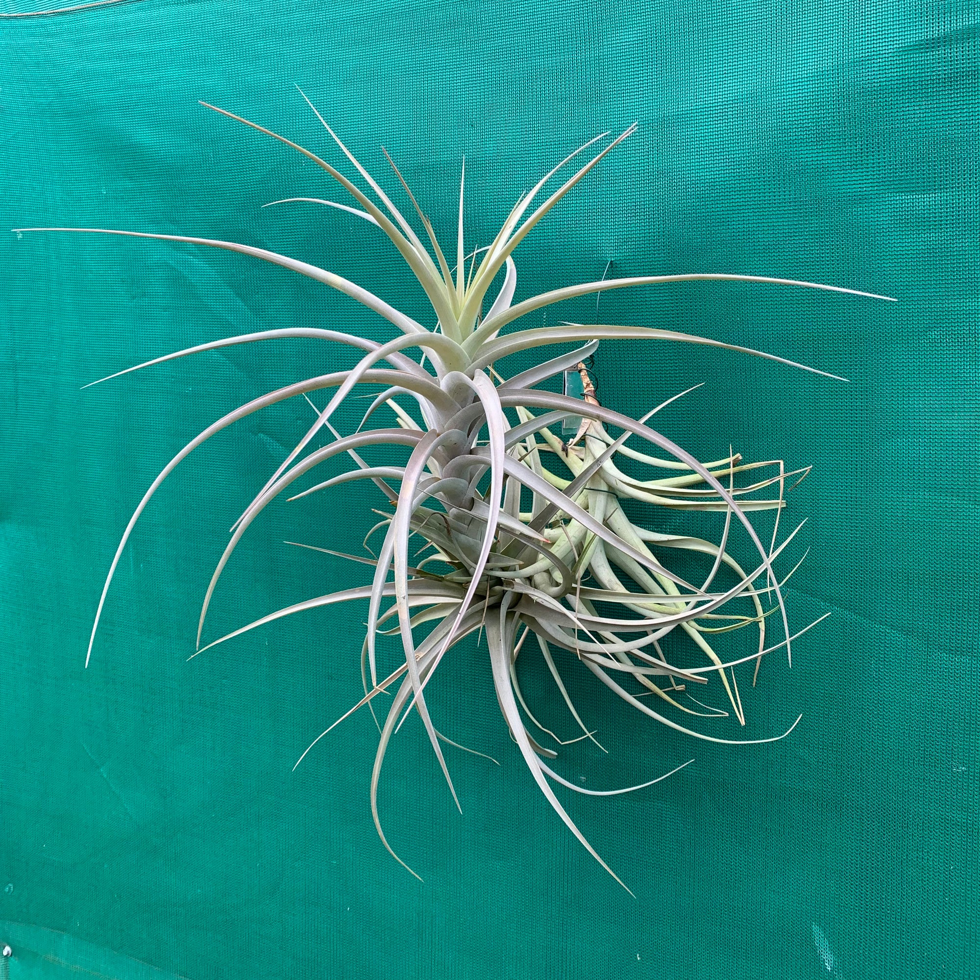 Tillandsia - buchlohii ex. PT