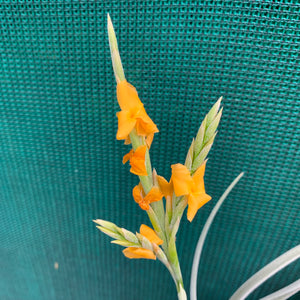 Tillandsia - Holm’s Mother Lode (Fragrant) NEW