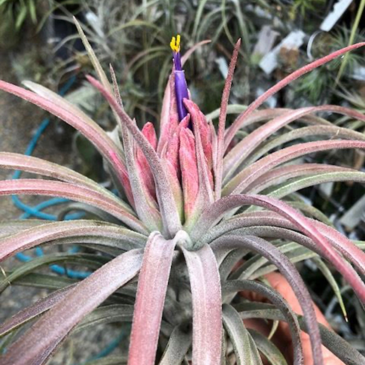 Tillandsia - Screwball ex. TI