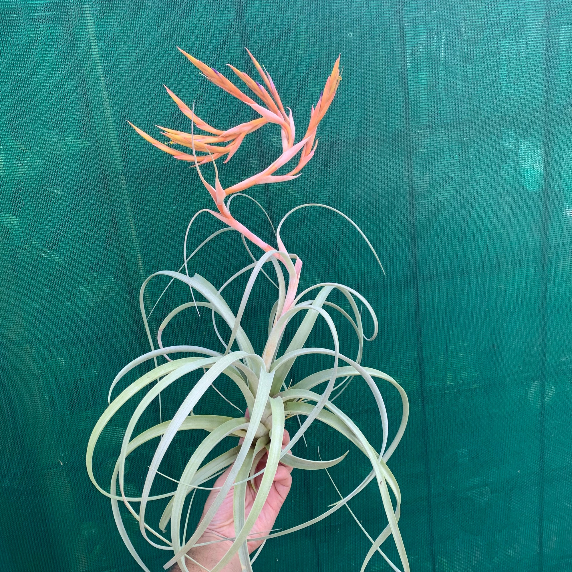 Tillandsia - Crowning Glory ex. PT