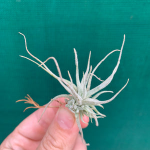 Tillandsia - chusgonensis NEW