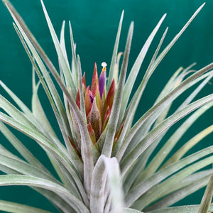 Tillandsia - X Nidus ‘Giant’ ex. PT