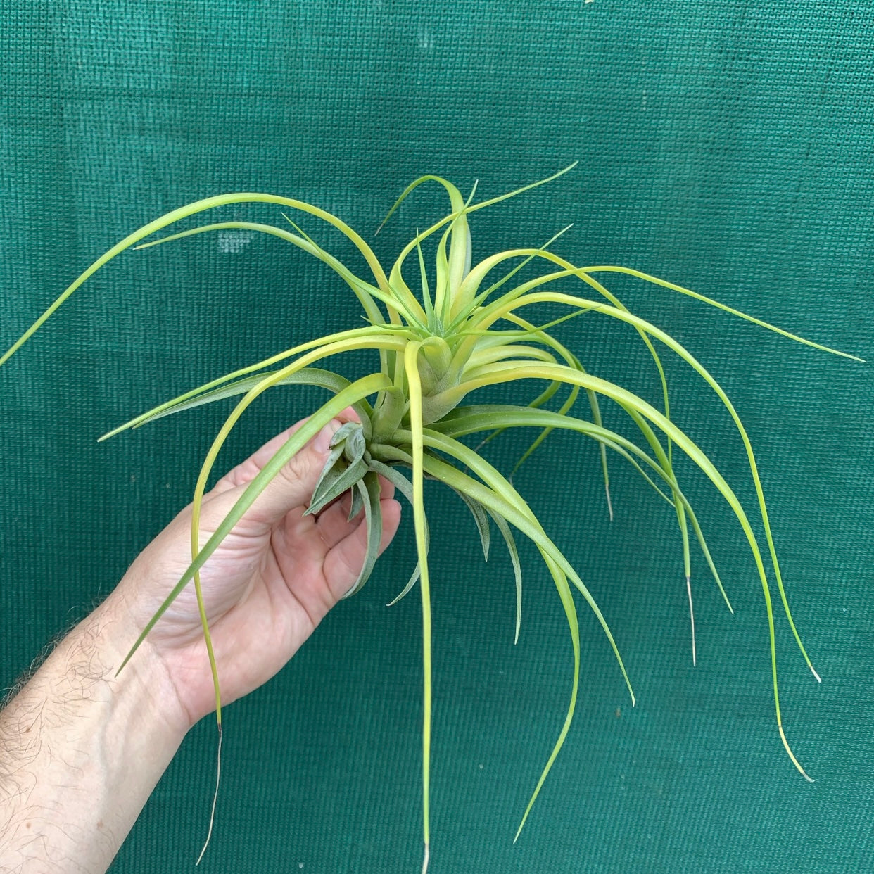 Tillandsia - Sunglow