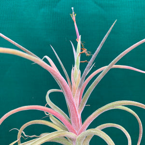 Tillandsia - streptophylla x pruinosa NEW