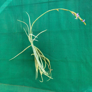 Tillandsia - duratii v. Saxatilas (Fragrant) ex. Gruber