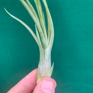 Tillandsia - Kinkin ex. MP