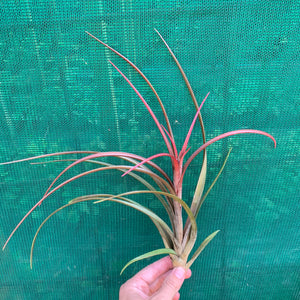 Tillandsia - Temescal sp. Nova Mex