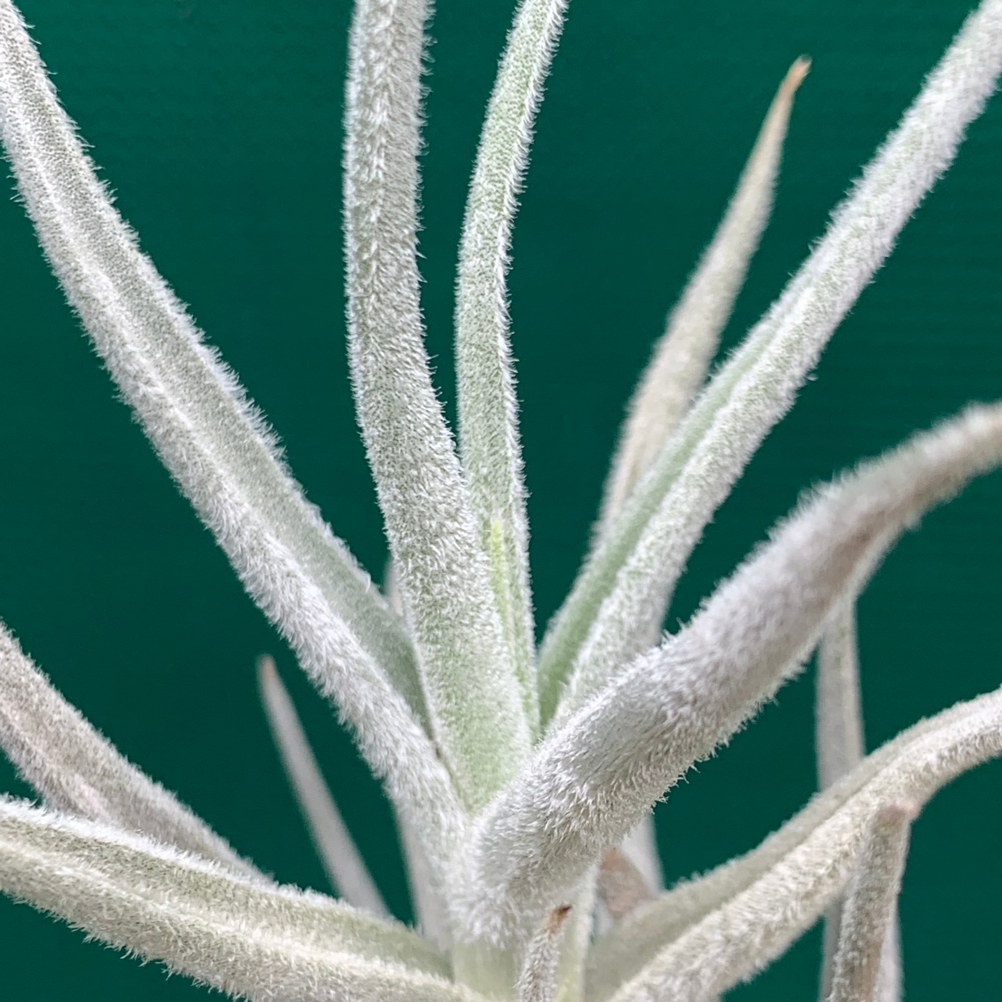 Tillandsia - paleacea ‘Furry’ ex. KK