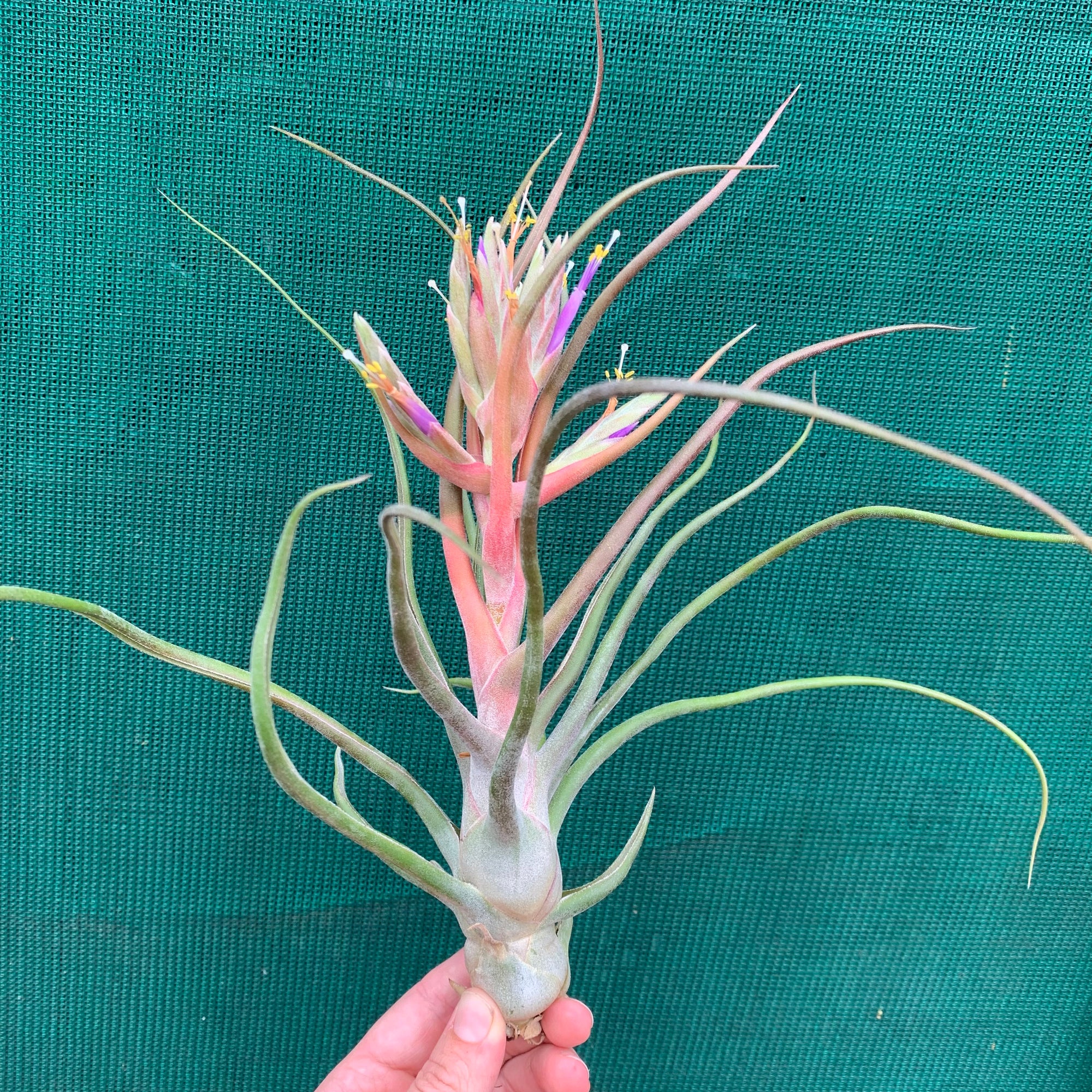 Tillandsia - Showtime ‘Frosted Clone’ ex. PT