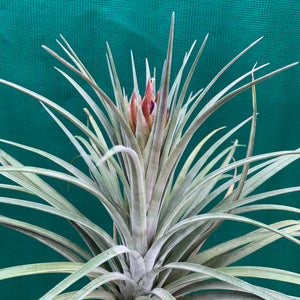 Tillandsia - X Nidus ‘Giant’ ex. PT