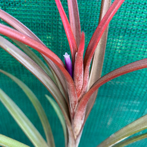 Tillandsia - Temescal sp. Nova Mex