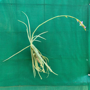 Tillandsia - duratii v. Saxatilas (Fragrant) ex. Gruber