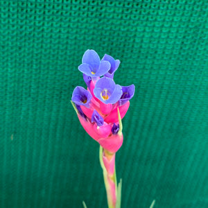 Tillandsia - tenuifolia 'Long Dark Form' ex. PT NEW