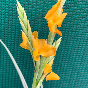 Tillandsia - Holm’s Mother Lode (Fragrant) NEW