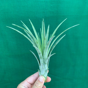 Tillandsia - X Nidus ‘Giant’ ex. PT