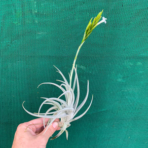 Tillandsia - chiletensis ‘Green Bract’ ex. PT NEW