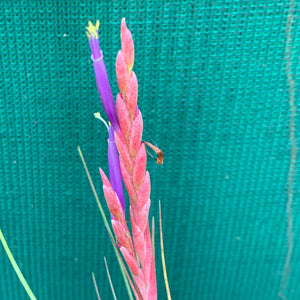 Tillandsia - Ready For Liftoff ex. RFI