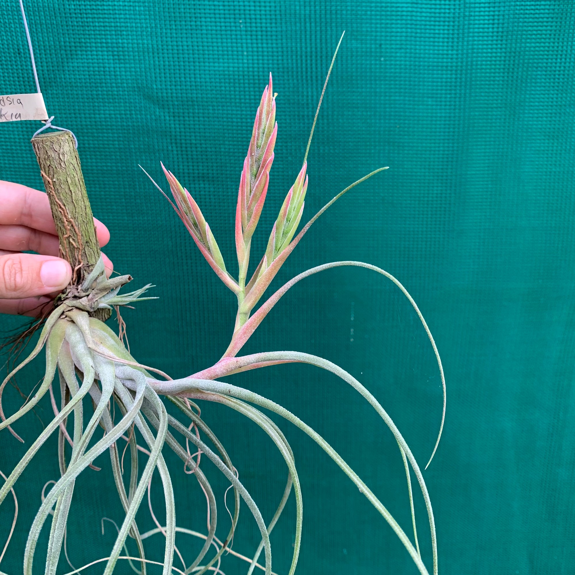 Tillandsia - Kinkin ex. MP