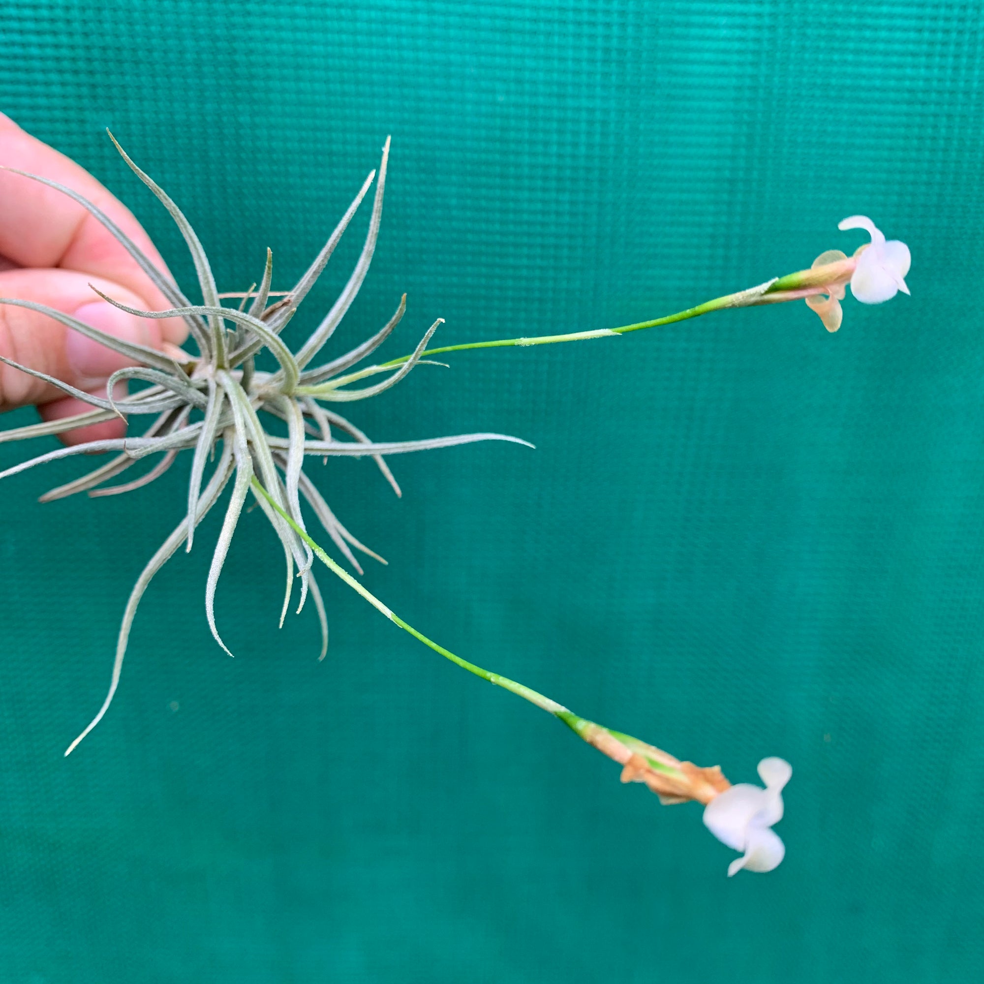 Tillandsia - Grey Power ex. JO