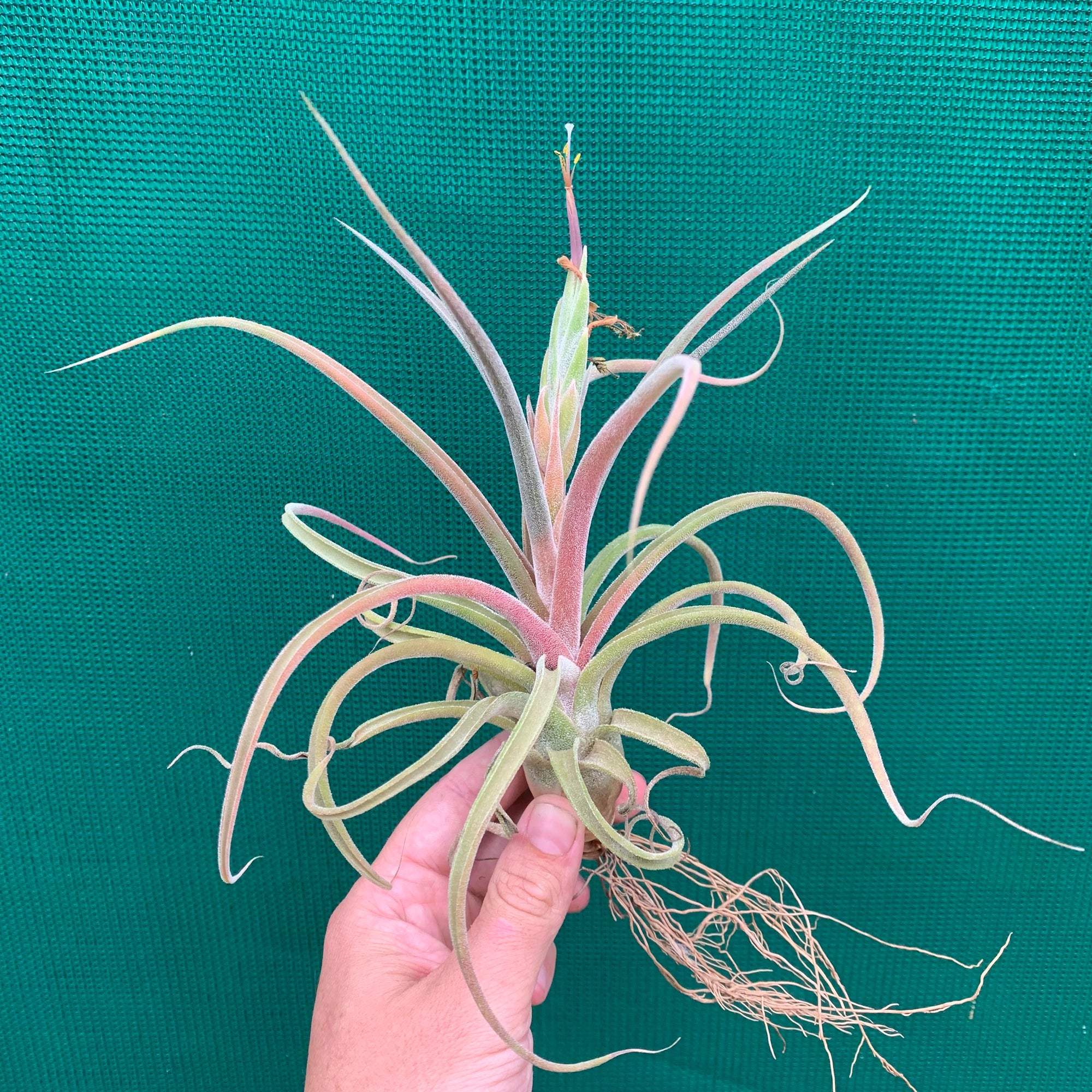 Tillandsia - streptophylla x pruinosa NEW