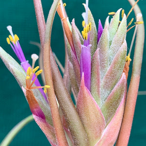 Tillandsia - Showtime ‘Frosted Clone’ ex. PT