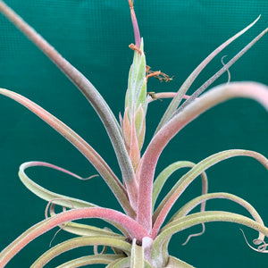 Tillandsia - streptophylla x pruinosa NEW